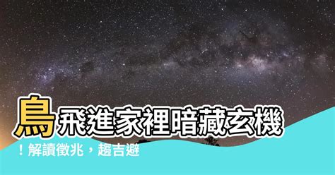 鳥飛進家裡代表什麼|【鳥飛進家裏代表什麼】鳥飛進家裡暗藏玄機！解讀徵兆，趨吉避。